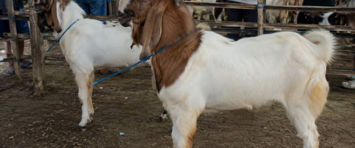 Cara Membedakan Kambing PE Asli dengan Kambing Biasa, Jangan Sampai Tertipu Harga Mahal!