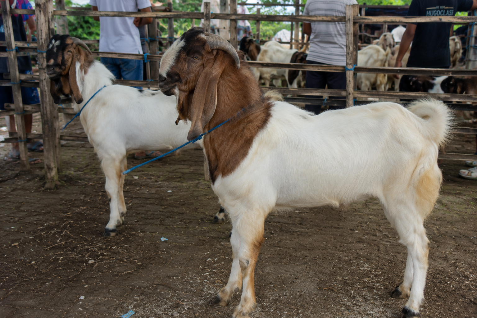 kambing PE asli untuk aqiqah ciri fisik postur besar telinga terkulai