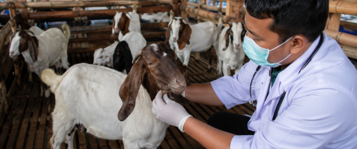 5 Penyakit yang Sering Menyerang Hewan Ternak Kambing dan Cara Pencegahannya