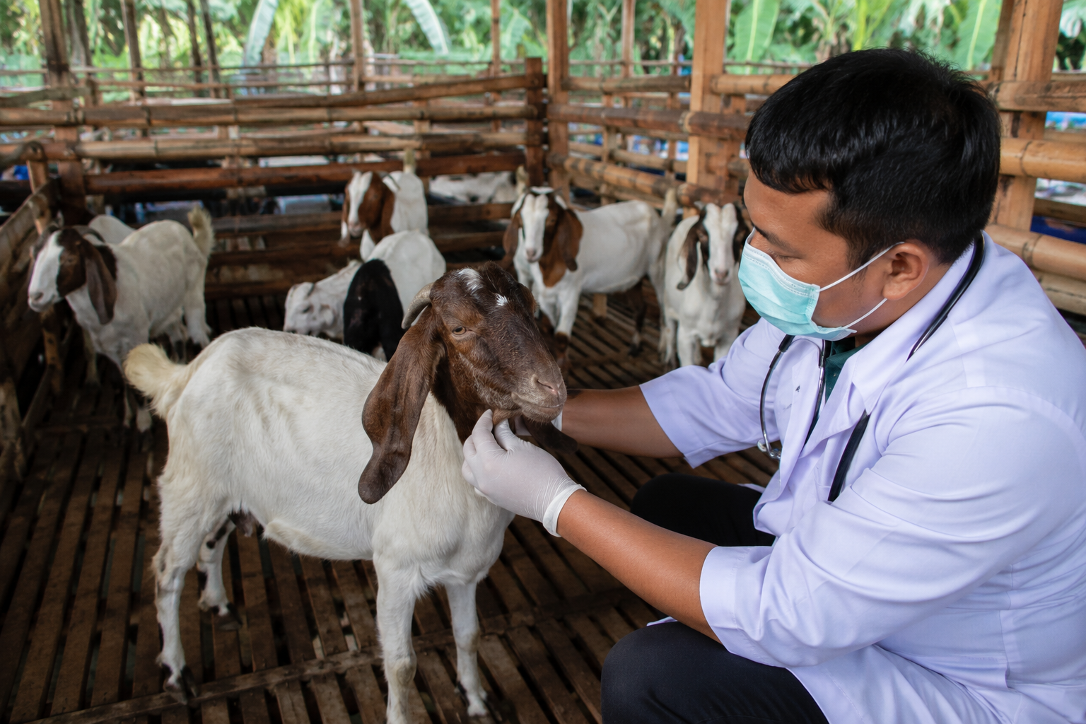 penyakit umum pada kambing PMK PPR dan pencegahan biosekuriti