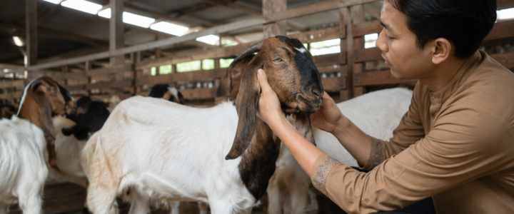 Panduan Memilih Kambing Aqiqah yang Sehat dan Sesuai Syariat