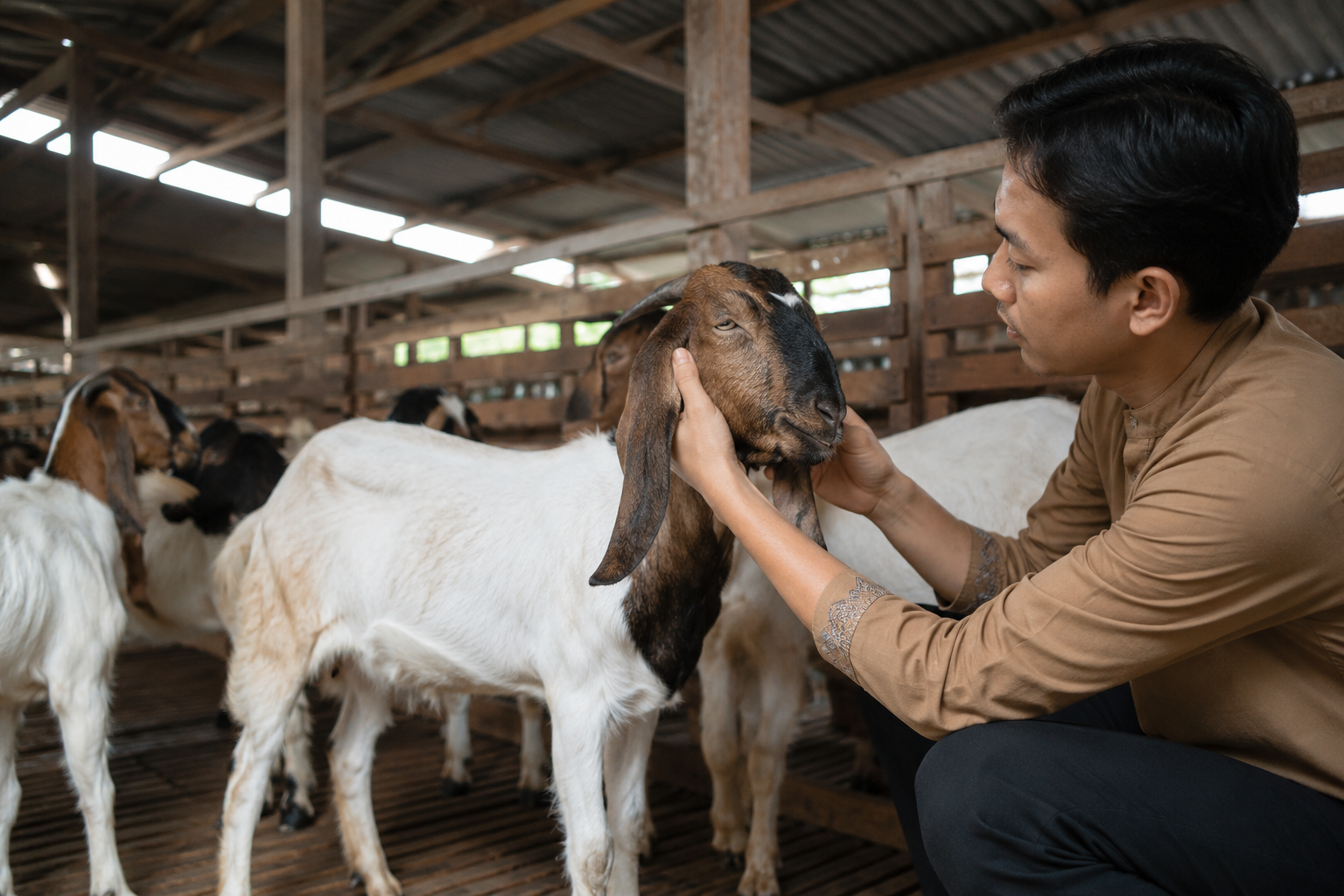 kambing aqiqah sehat sesuai syariat