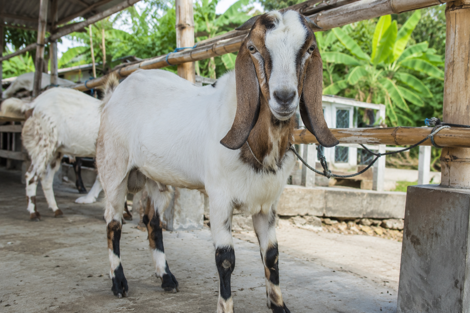 menggabungkan niat qurban dan aqiqah