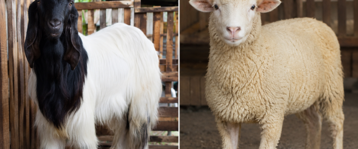 Review Kambing PE (Peranakan Etawa) vs Domba untuk Aqiqah Mana yang Lebih Enak?