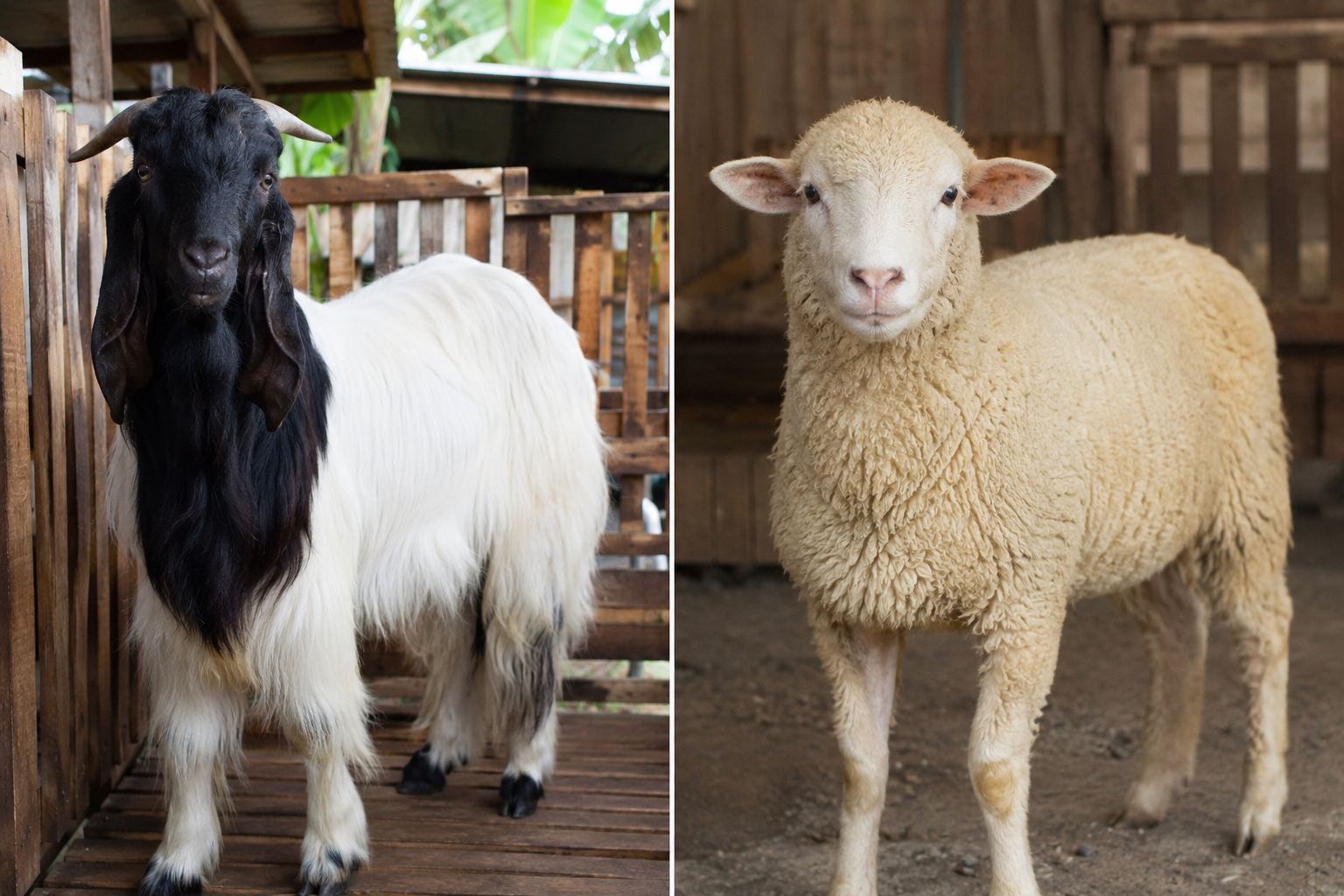 kambing PE vs domba aqiqah perbandingan karakteristik dan harga