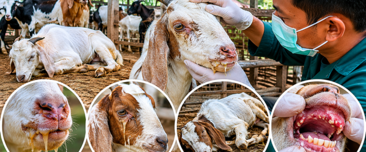 Kenali 4 Gejala Kambing Terinfeksi PPR (Peste des Petits Ruminants) agar Tidak Salah Beli