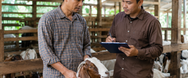 Harga Kambing Aqiqah Naik Terus? Ini Trik Dapatkan Harga Terbaik Tanpa Kurangin Kualitas