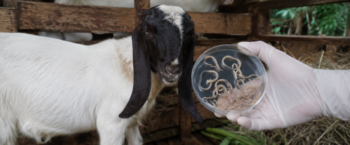 3 Jenis Cacing Paling Berbahaya pada Kambing yang Sering Tak Disadari Peternak