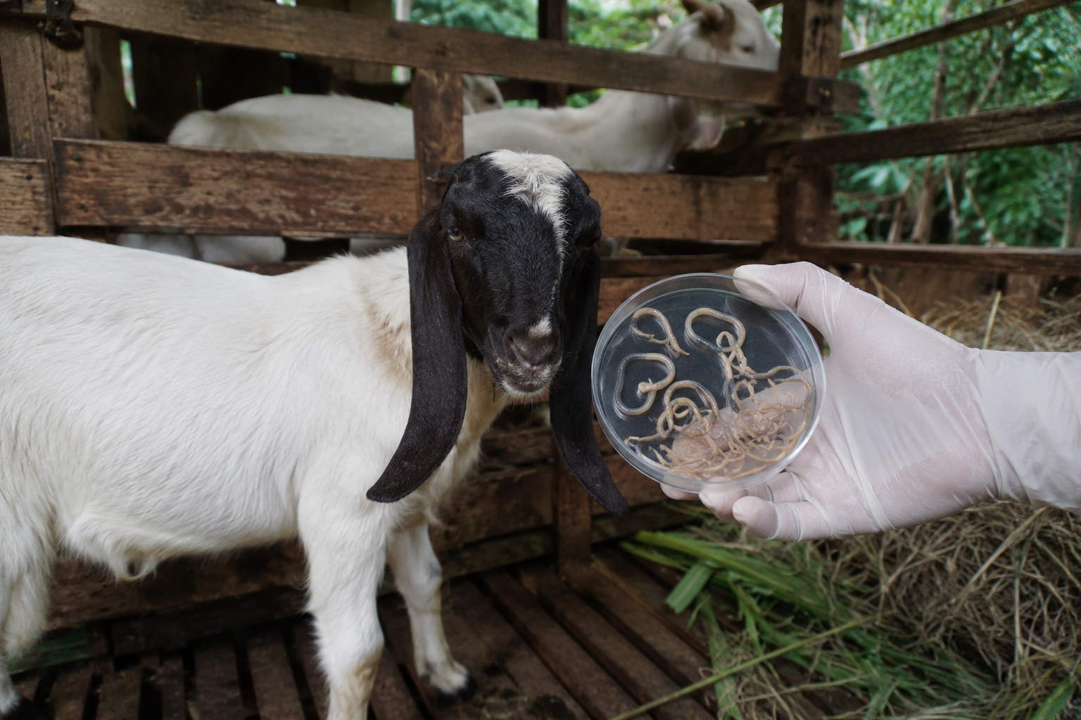 cacing berbahaya pada kambing Haemonchus Fasciola Dictyocaulus