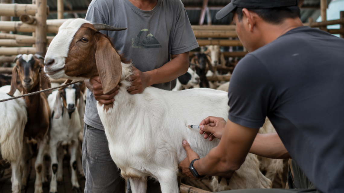 ciri fisik kambing aqiqah sehat yang memenuhi syariat