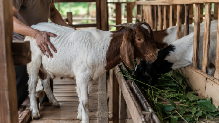 timbangan hewan untuk bobot kambing berpengaruh terhadap jumlah porsi aqiqah