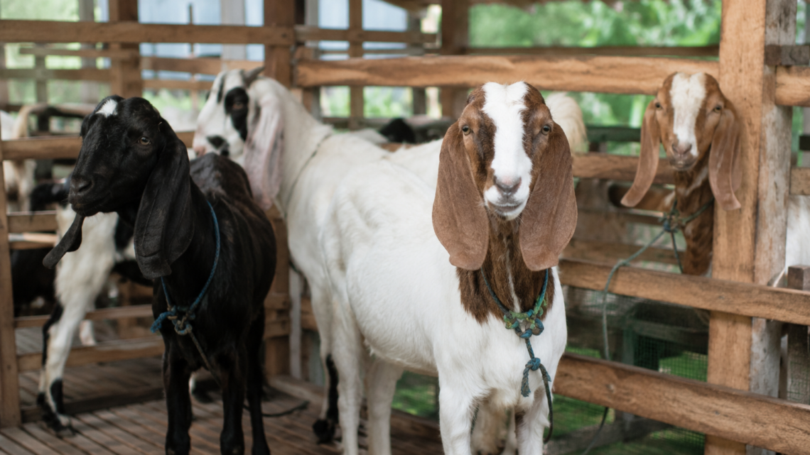 kambing etawa yang menjadi salah satu jenis kambing aqiqah