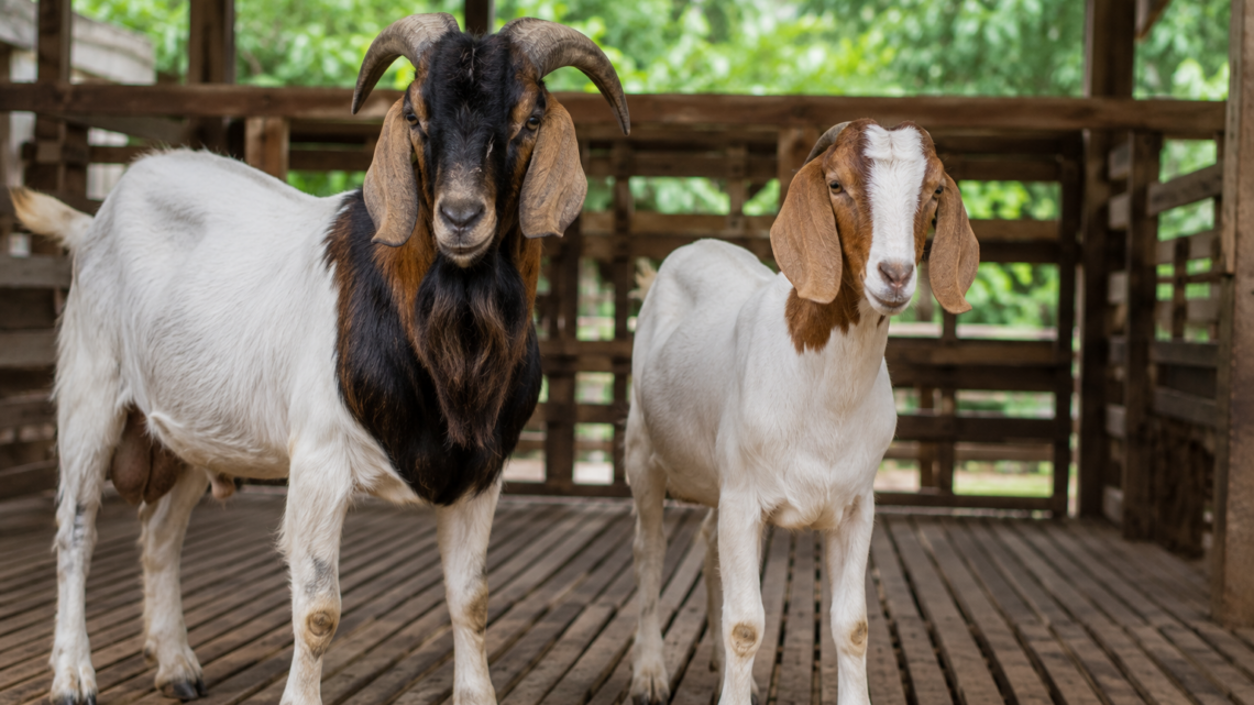 proses pemilihan kambing jantan aqiqah berkualitas