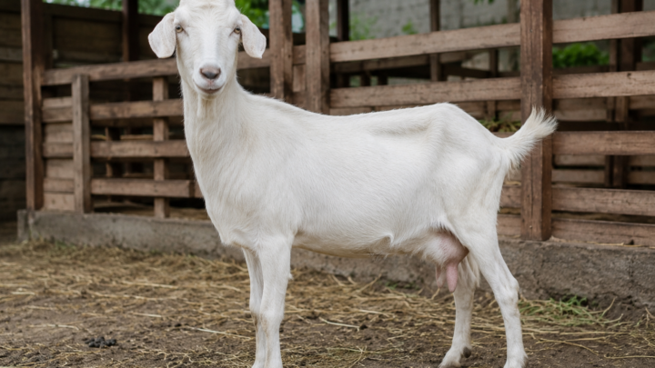 kambing betina sehat untuk aqiqah kambing betina