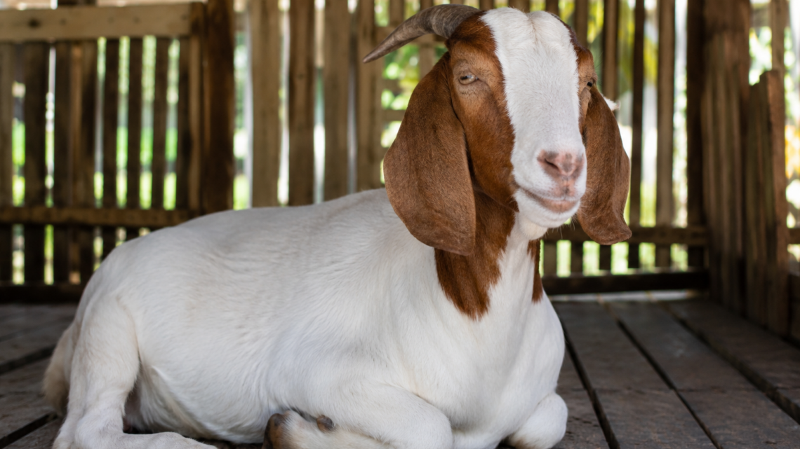 kambing aqiqah jantan atau betina sesuai syariat