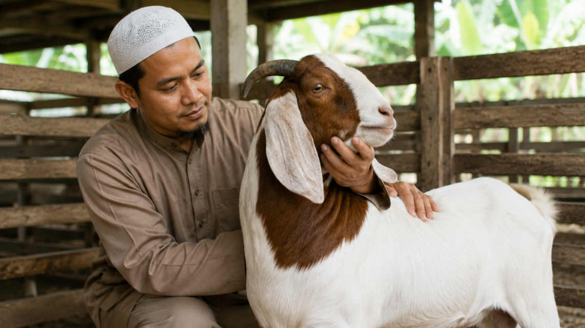 kambing sehat yang memenuhi ciri-ciri kambing aqiqah yang layak