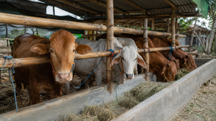 perbandingan porsi daging hukum aqiqah dengan sapi dan kambing