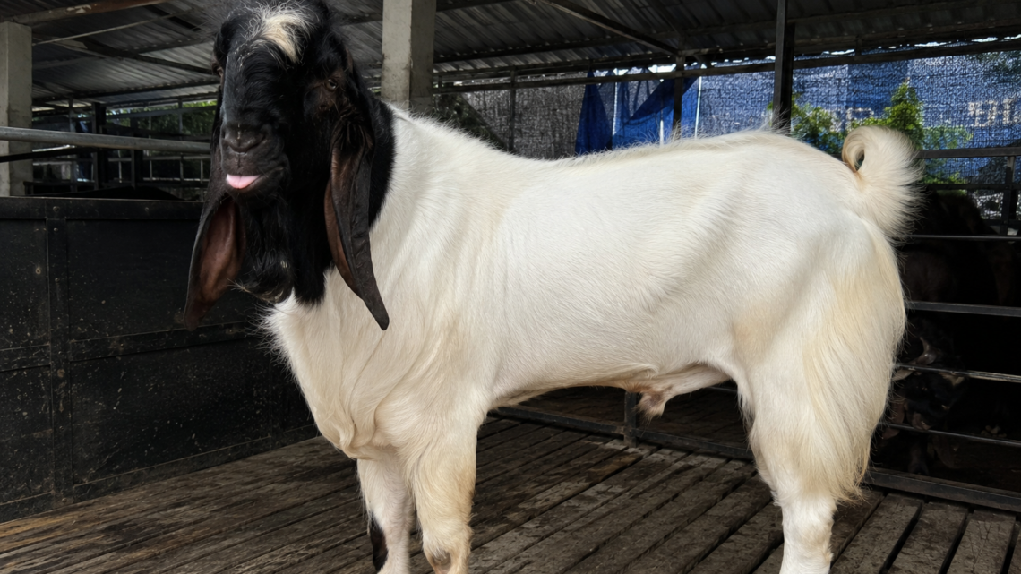 kambing aqiqah super jumbo Peranakan Etawa bobot besar