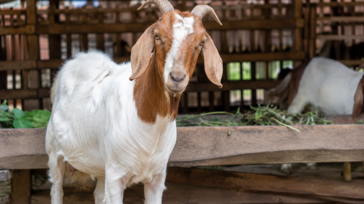pemeriksaan gigi untuk ciri-ciri kambing aqiqah yang sah