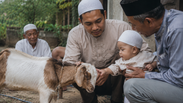 peternak menunjukkan hewan aqiqah murah yang sehat