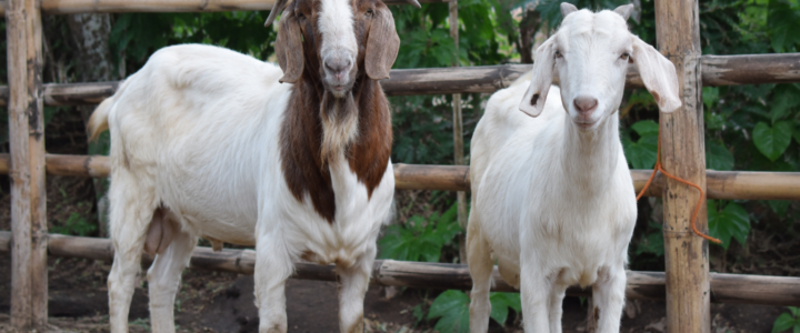 Kambing Aqiqah Jantan vs Betina, Mana yang Lebih Sah, Hemat, dan Dagingnya Lebih Enak?