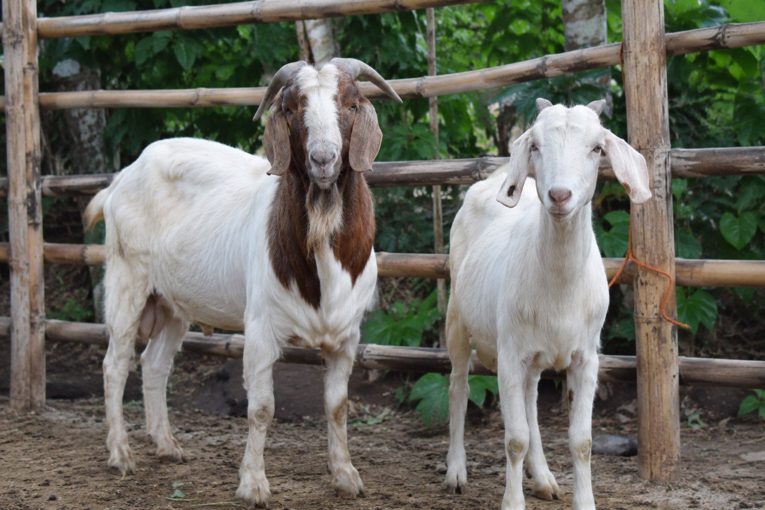 kambing aqiqah jantan atau betina panduan syariat dan harga 2026