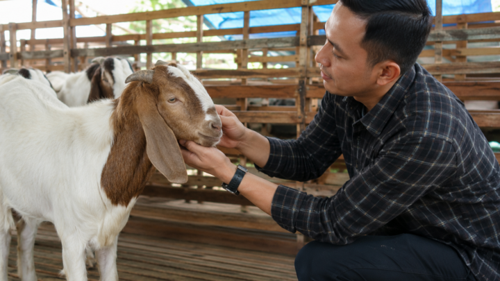 kambing aqiqah berkualitas sehat dan cukup umur