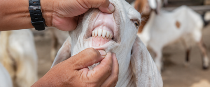 Usia Kambing untuk Aqiqah Minimal Berapa Bulan yang Sah? Panduan Cek dari Giginya