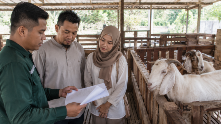proses seleksi hewan oleh jasa aqiqah terpercaya
