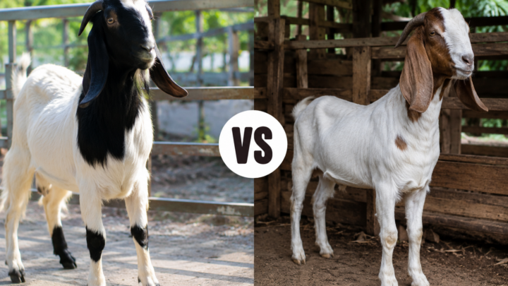 perbandingan kambing PE untuk aqiqah dan kambing lokal biasa