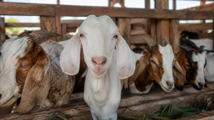 harga kambing aqiqah 2026 per ekor