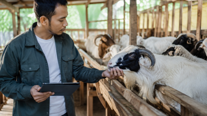 kambing sehat sebagai hewan aqiqah berkualitas