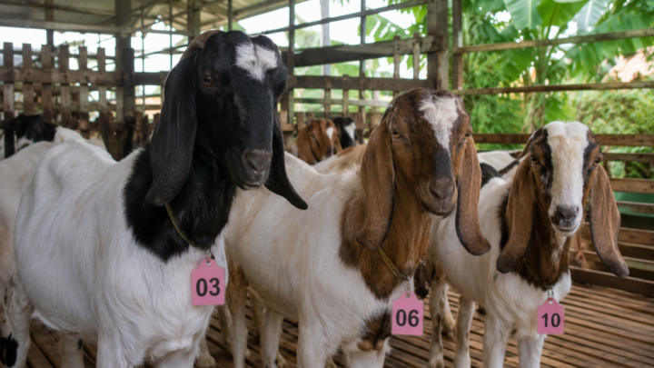 estimasi harga kambing aqiqah Jabodetabek 2026 per wilayah