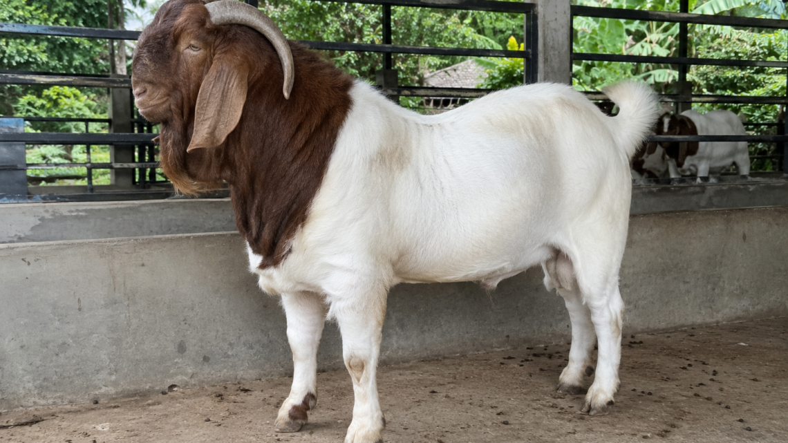 harga kambing aqiqah 2026 berbagai jenis