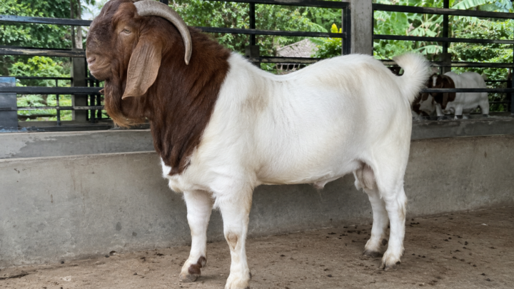 harga kambing aqiqah 2026 berbagai jenis