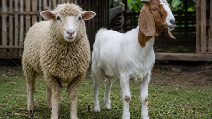 domba atau kambing untuk aqiqah perbandingan lengkap
