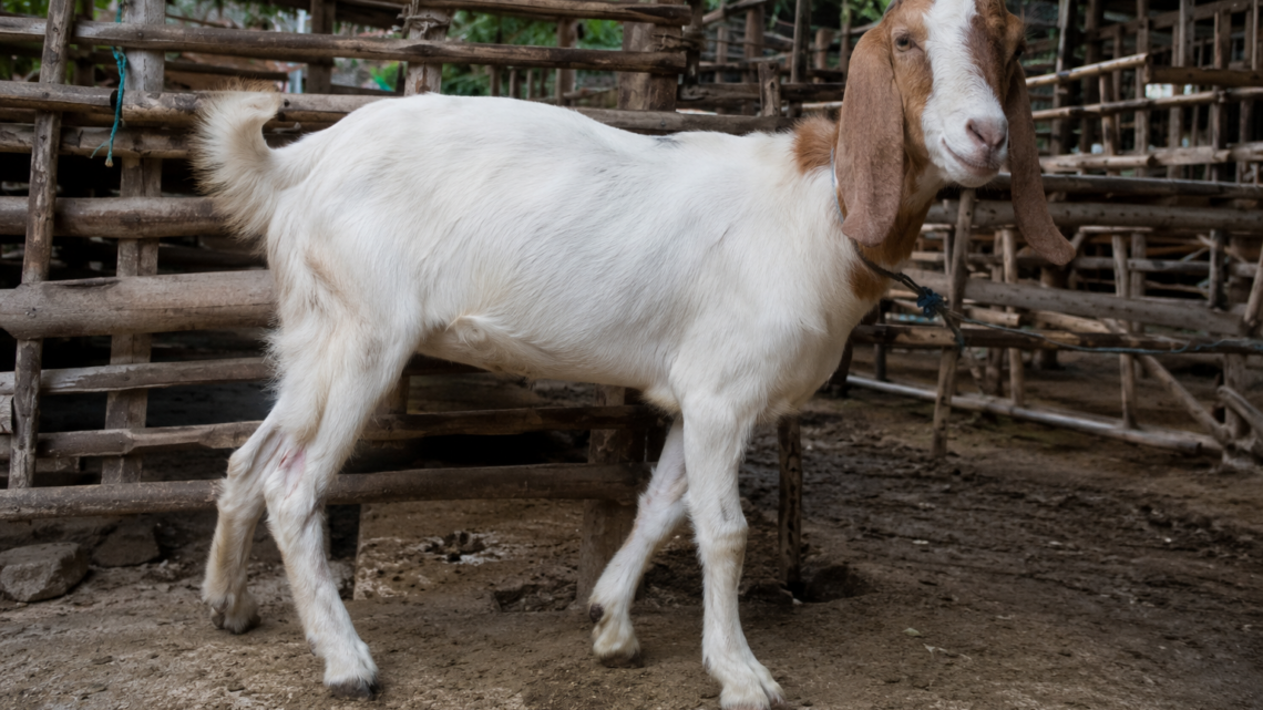 pemeriksaan fisik untuk menghindari ciri kambing aqiqah tidak sah