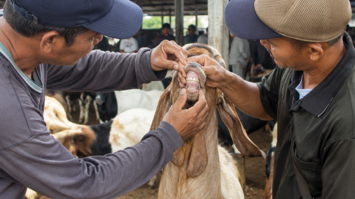 pemeriksaan gigi dalam cara memilih kambing aqiqah