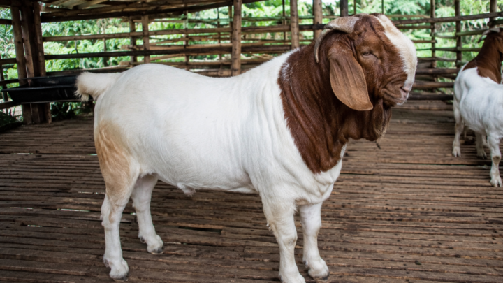 harga kambing Boer jumbo karakteristik fisik
