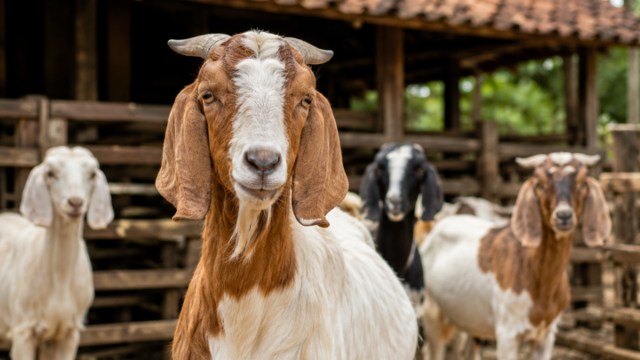 jenis kambing aqiqah populer di Indonesia untuk pelaksanaan ibadah