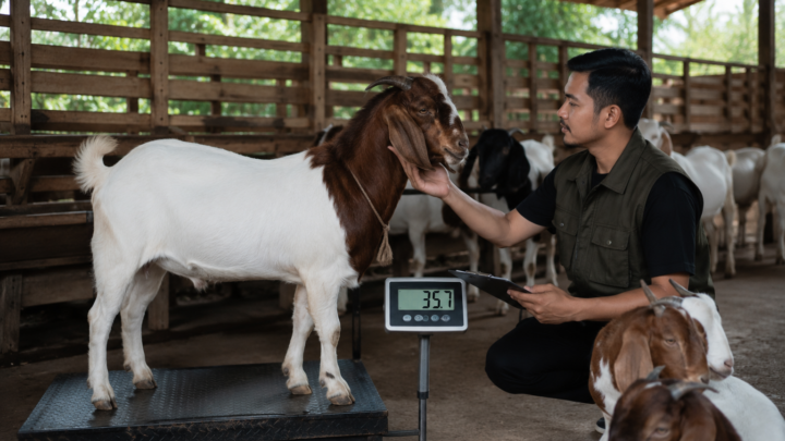 Kambing aqiqah tahun 2026 dengan bobot ideal sesuai syariat Islam.