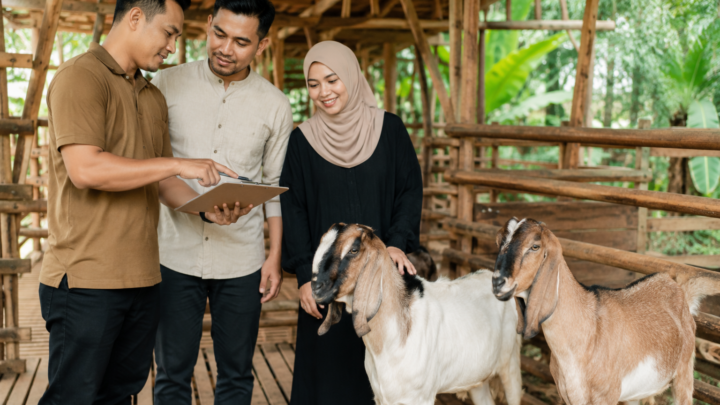 Harga Kambing Jawa 2026 dengan kambing Jawa sehat di peternakan yang siap untuk kebutuhan aqiqah.