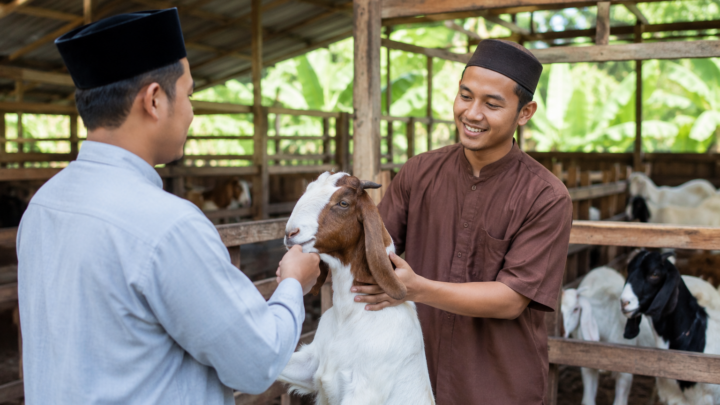 Tips Membeli Hewan Aqiqah Langsung dari Peternak dengan memilih kambing sehat berkualitas