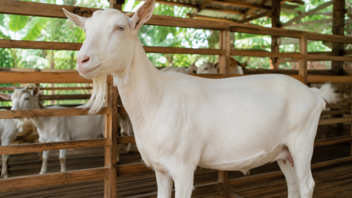 Kambing Saanen berwarna putih di peternakan dengan kondisi sehat sebagai referensi harga kambing Saanen 2026 untuk aqiqah.