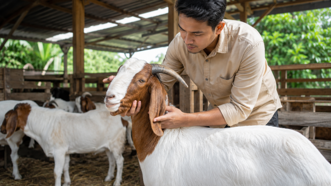 Kambing aqiqah berkualitas dengan kondisi sehat, bulu bersih, tubuh proporsional, dan dipelihara di peternakan yang higienis