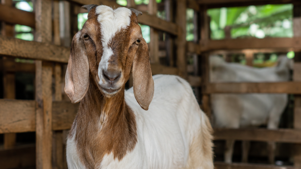 Kambing Jawa sehat di peternakan sebagai pilihan hewan aqiqah dengan harga terjangkau.