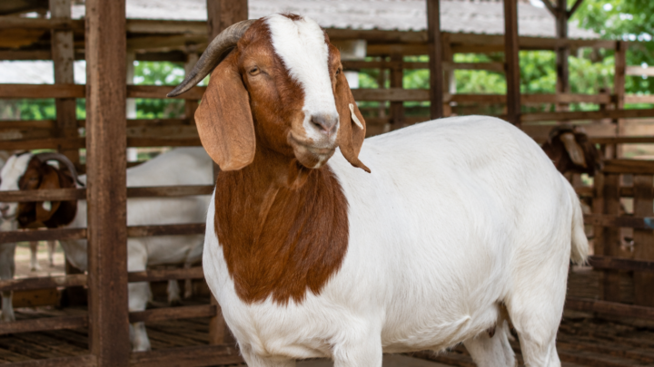 Harga Kambing Boer untuk Aqiqah dengan kambing Boer berbadan besar dan sehat di peternakan modern.