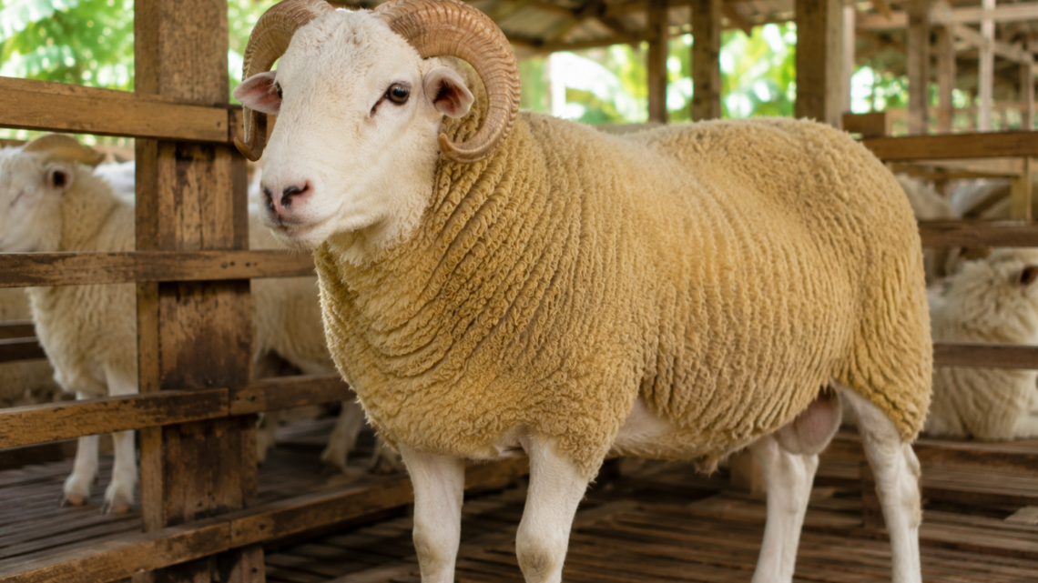 Domba Texel sehat dengan tubuh berotot di peternakan sebagai referensi Harga Domba Texel 2026 untuk aqiqah.