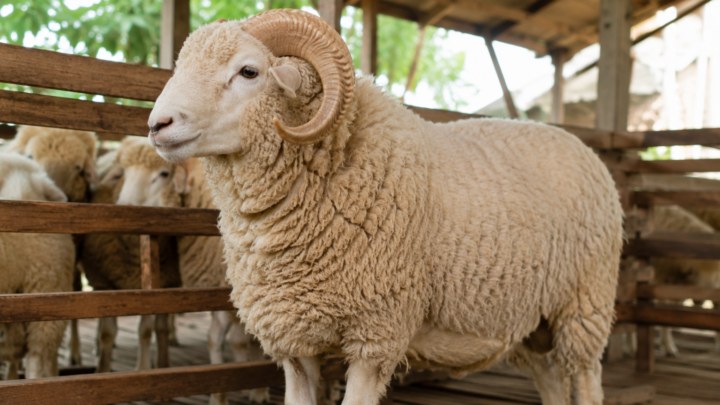 Harga Domba Merino 2026 dengan domba Merino berbulu tebal di peternakan yang sehat dan siap untuk aqiqah.