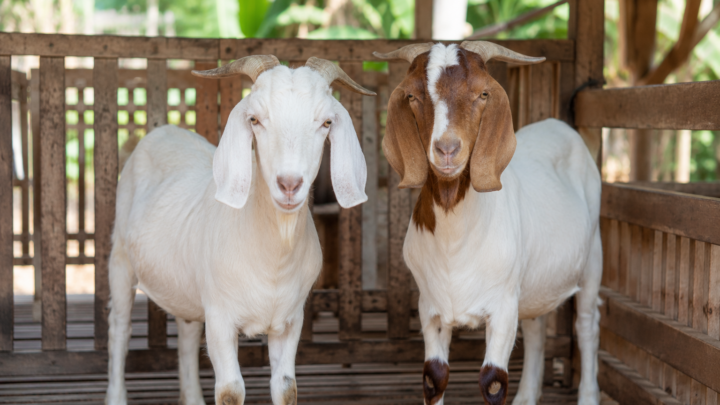 Harga Paket Aqiqah 2 Ekor Kambing 2026 dengan dua ekor kambing sehat dan hidangan nasi box lengkap untuk acara aqiqah keluarga.